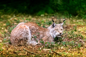 Resting Lynx
