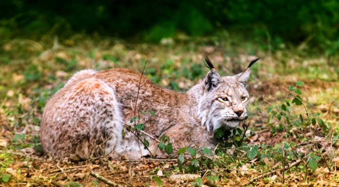 The Missing Lynx:  The Who and the Why.