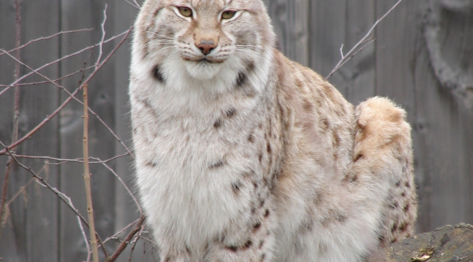 The Results Are In: Public Support For Lynx Re-Introduction.